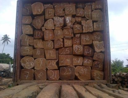 Příprava palisandrového dřeva před samotnou výrobou nábytku