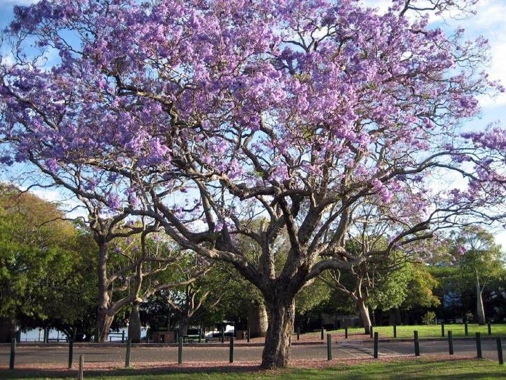 Rustikale Eleganz: Entdecken Sie die Schätze von Palisander-Möbeln aus Indien
